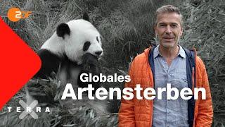 Artenschutz – Faszination Erde | Dirk Steffens | Ganze Folge Terra X