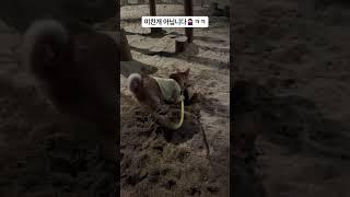 감자케는 연습 새로운 취미가 생겼어요 멍 #강아지 #애견영상 #강아지유튜브