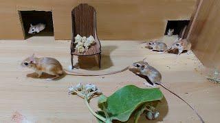 Cat Tv - Mice Games for Cats To Enjoy - 10 Hours Mice Fun Video For Cats