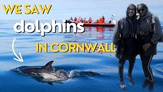 Discover Cornwall's Fascinating Secret: Dolphins in the UK?!