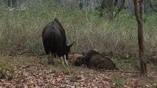 TIGER HUNTING GAUR / KANHA