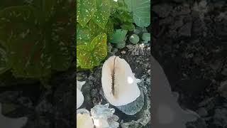 Small Garden in my backyard #viralvideo #shortsviral #amazing #gardening #gardeningtips #viralviews