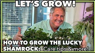 HOW TO GROW THE LUCKY SHAMROCK PLANT (Oxalis regnellii): Professional care tips and more!