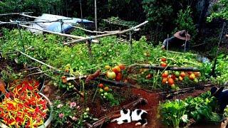 FULL VIDEO Harvesting mustard greens, tomatoes, chilies and planting and caring for plants