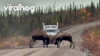 Two Bull Moose Headbutting on the Road || ViralHog