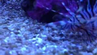 Pterois Volitans ( Red Lionfish ) eating a live fish