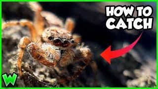 How to Catch Wild Jumping Spiders (FULL GUIDE)