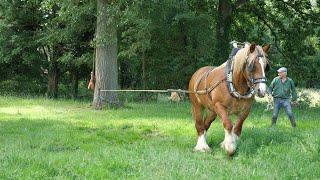 Horsepower measurement of a Belgian draft horse