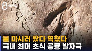 호수에 물 마시러…국내 최대 초식 공룡 발자국 공개 / SBS 8뉴스