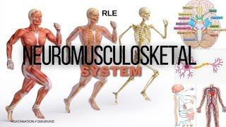 ASSESSING THE NEUROLOGIC AND MUSCUSKELETAL  SYSTEM