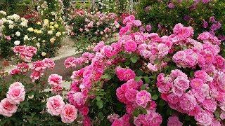 4K HDR Video – Beautiful Rose And Garden Flowers