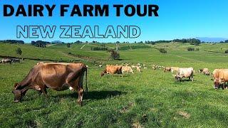 Farm Tour - My New Zealand Dairy Farm