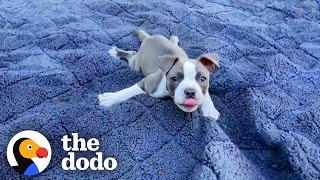 Puppy Whose Legs Splayed Out Is Determined To Learn To Run | The Dodo