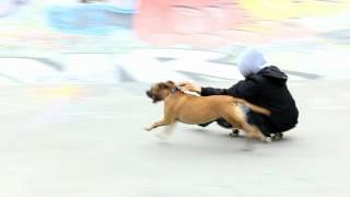 Pimpin' with a Skateboard Dog