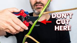 This Method of Pruning Plants Will Make Them THRIVE!