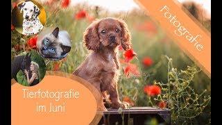 Fotoshootings im Juni / Making of / Tierfotografie Sachsen / Hunde / Katzen / Pferde