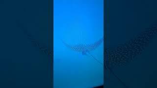 Spotted Eagle Ray