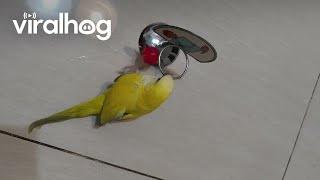 Cute Little Bird Plays Basketball With Itself || ViralHog