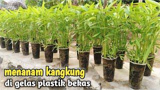 Menanam kangkung di gelas plastik