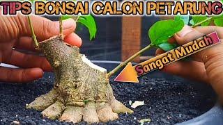 Tips Membuat Bonsai PETARUNG Anting Putri Wrightia Religiosa