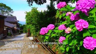 Walking in Magome, a post town where hydrangeas bloom, and the old Nakasendo road (Samurai Road).