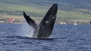 Best Breaching Humpback Whale Footage from Maui 2025