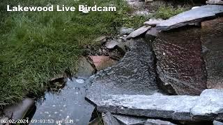 Live Fountain Bird Camera