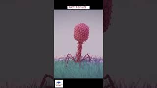 Bacteriophage  V/s Bacteria  !