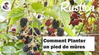 Réussir la plantation d'un pied de mûre