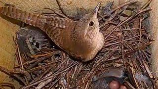 Backyard Wren removed 1 egg!