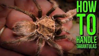 Top 10 Tarantulas To Handle (How To Hold a Spider)