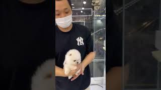 아기 포메라니안 분양기