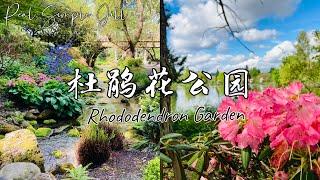 【花园欣赏】杜鹃花公园游 | 杜鹃花、映山红的区别 | Crystal Springs Rhododendron Garden | 花园景观设计 | 花卉知识 |  Real Simple Jill