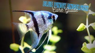 How to Care for Blue Sapphire and Blue Pinoy Angelfish - Pterophyllum Scalare Care