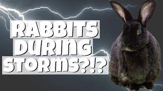 What To Do With Rabbits When it Storms?!?