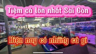 Tham quan tiệm cá cảnh lớn nhất Sài Gòn (Trung Tín 1)