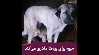 «ببو» برای بره‌ها مادری می‌کند