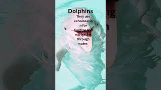 3 things you never knew about Dolphins #shorts #mustknowanimalfacts #subscribe