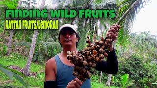 rattan fruits/wild fruits..wild hunt