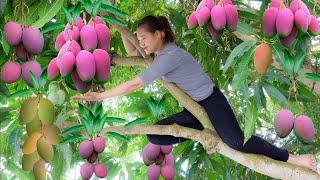 Harvesting Mango - Make Mango Salad Goes to the market sell - RoSe Daily Life