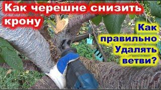 Как СНИЗИТЬ КРОНУ ЧЕРЕШНИ. Как правильно выпиливать стволы.