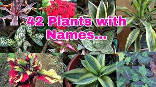 PLANTS AND NAMES