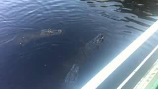 Crocodile eats piranha Pantanal, Brazil