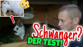 DER TEST- SCHWANGER oder nicht? - Zulassen geht schief!  | Schustrich S 2.0 ⭐