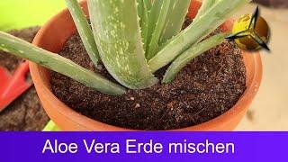 Aloe Vera Erde - Sukkulentenerde selber mischen