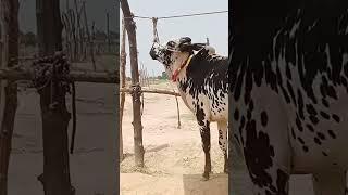 beautiful breed|by Sajjad Khan vlog|shorts #beatufulbreed#shortsvirel#trending#bull