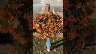 #бегония BELLECONIA Soft Orange #бегонии #бегонияампельная #цветы #garden #flowers