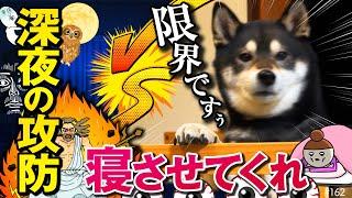 深夜に主を叩き起こす柴犬