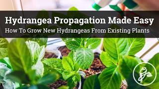 Hydrangea Propagation Made Easy / How To Grow New Hydrangeas From Your Existing Plants