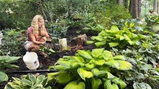 Shade Garden: Planting Ligularia, and Polemonium Jacobs Ladder in the Gully